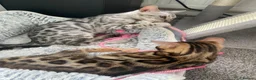 Bengal cats for sale: LAST THREE Ready now GCCF REGISTERED  - Advert 9
