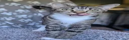 Mixed Breed cats for adoption: Smittens Looking for new home - Advert 4