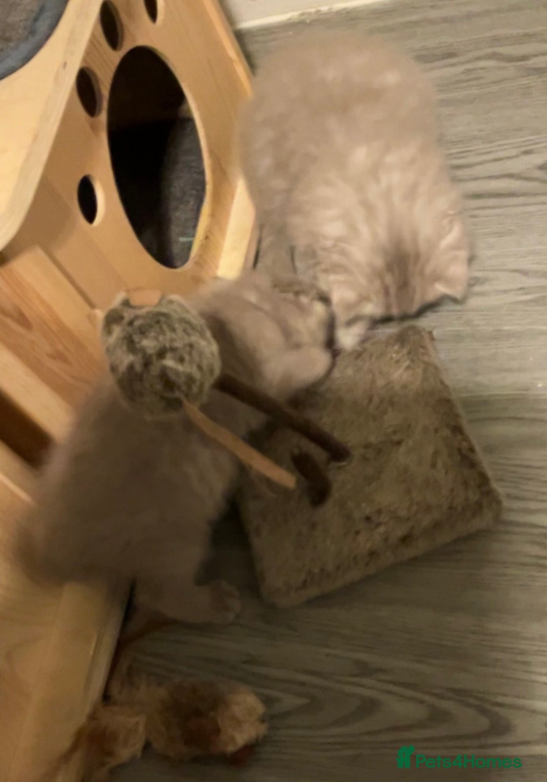 British Shorthair cats for sale: Purebred amazing BSH kittens - Advert 8