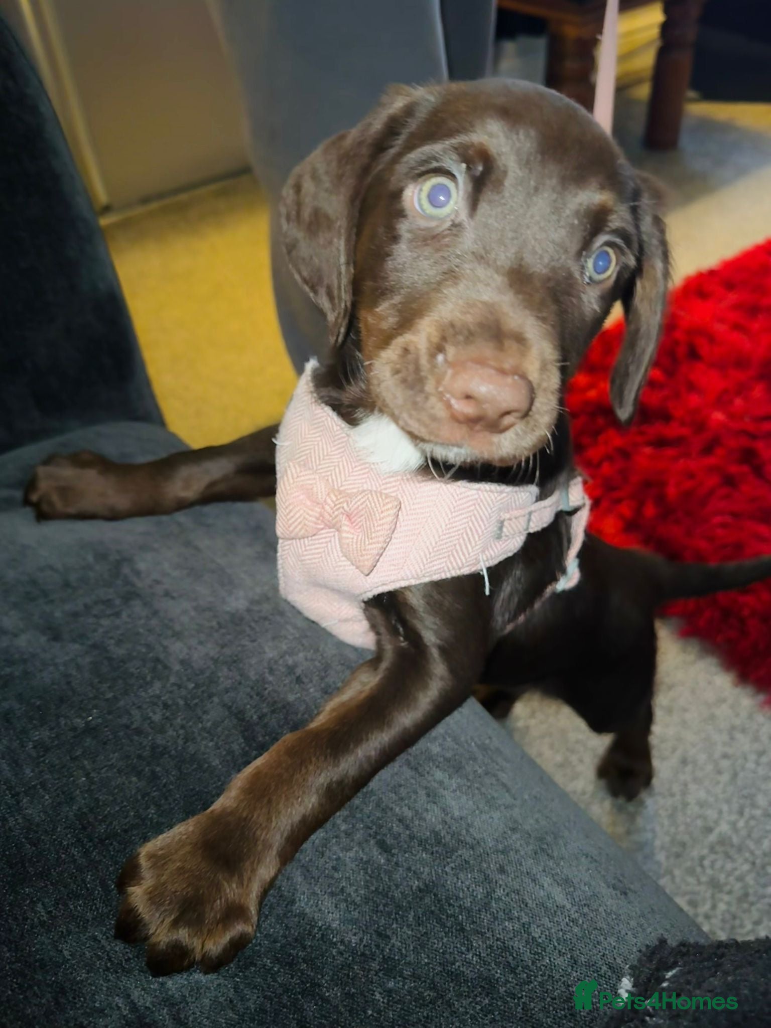 Cockerdor dogs Cockerdor puppy for sale - Advert 9