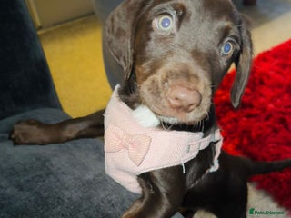 Cockerdor dogs Cockerdor puppy for sale - Advert 17