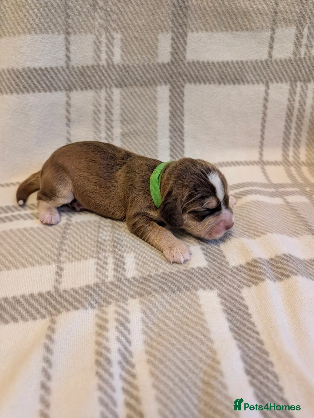 Cocker Spaniel dogs for sale: Cocker spaniel puppys! - Advert 5