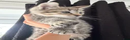 Mixed Breed cats for sale: Mixed breed tabby X ragdoll kittens - Advert 11