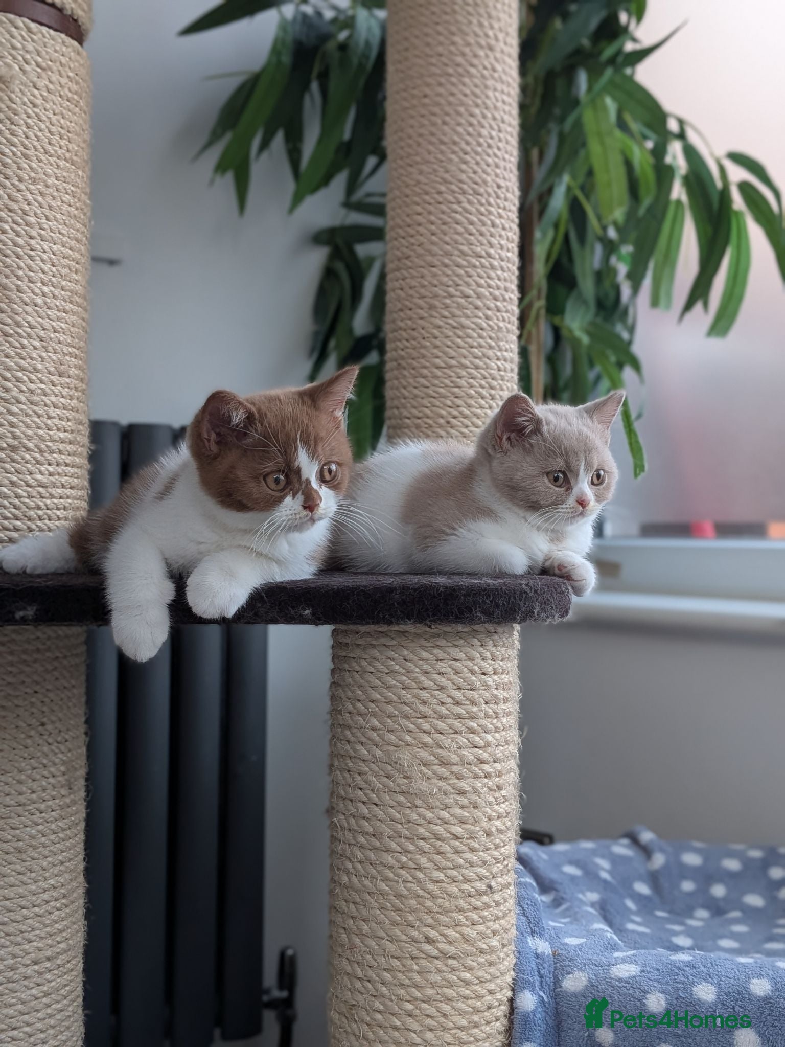 British Shorthair cats GCCF Registered Kittens  - Advert 2