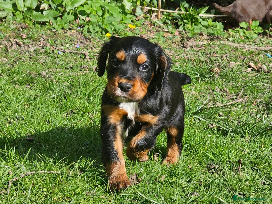 Cocker Spaniel dogs for sale: Cocker Spaniel Puppies in Petworth - Advert 5