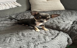 Chihuahua dogs for sale: Beautiful blue tri chihuahua girl - Image 6