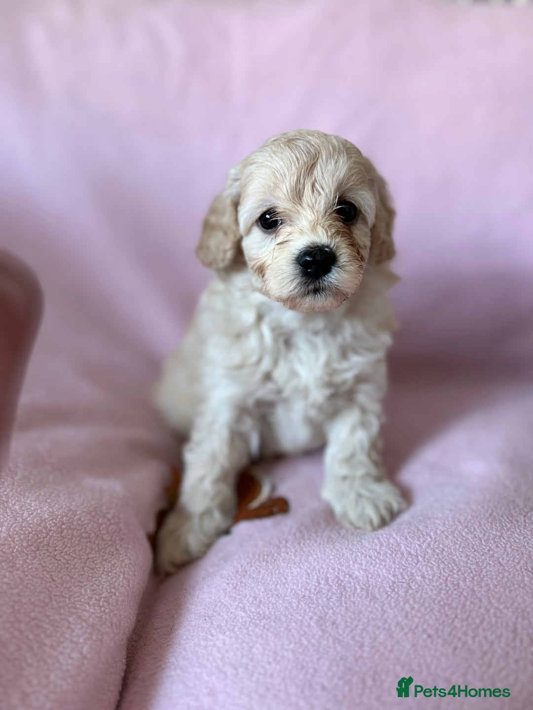 Labradoodle dogs for sale: Last three F1BB mini/toy labradoodle puppies  - Image 19