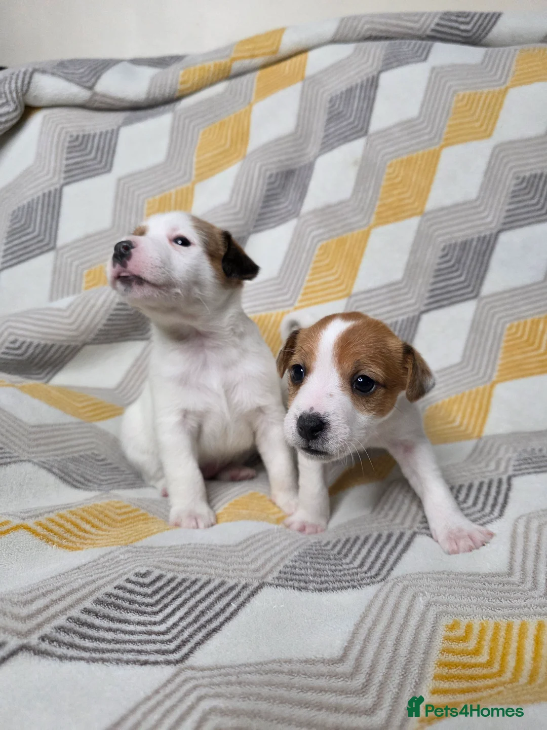 Jack Russell dogs for sale: 6 Jack Russell puppies  - Advert 5