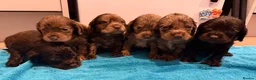 Cocker Spaniel dogs for sale: Cocker spaniel puppies  - Advert 6