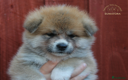 Japanese Akita Inu dogs for sale: ♥OUR PUPPIES ARRIVED♥ in Builth Wells - Image 20