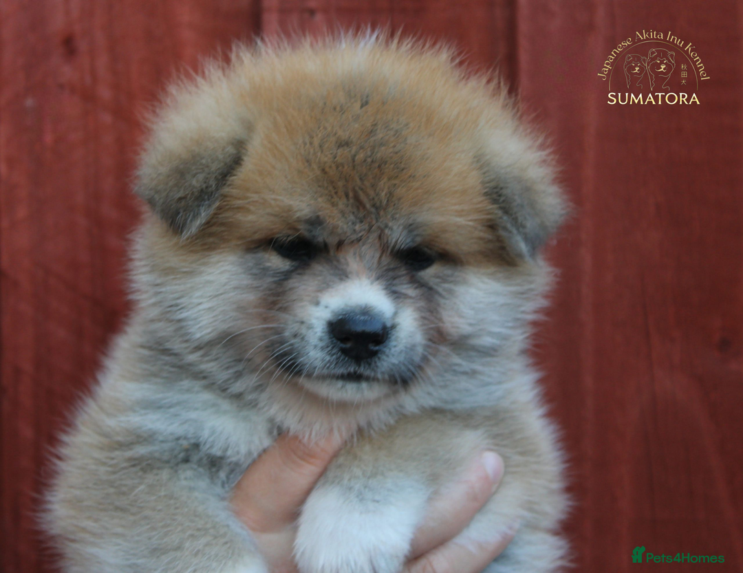 Japanese Akita Inu dogs for sale: ♥OUR PUPPIES ARRIVED♥ in Builth Wells - Image 20