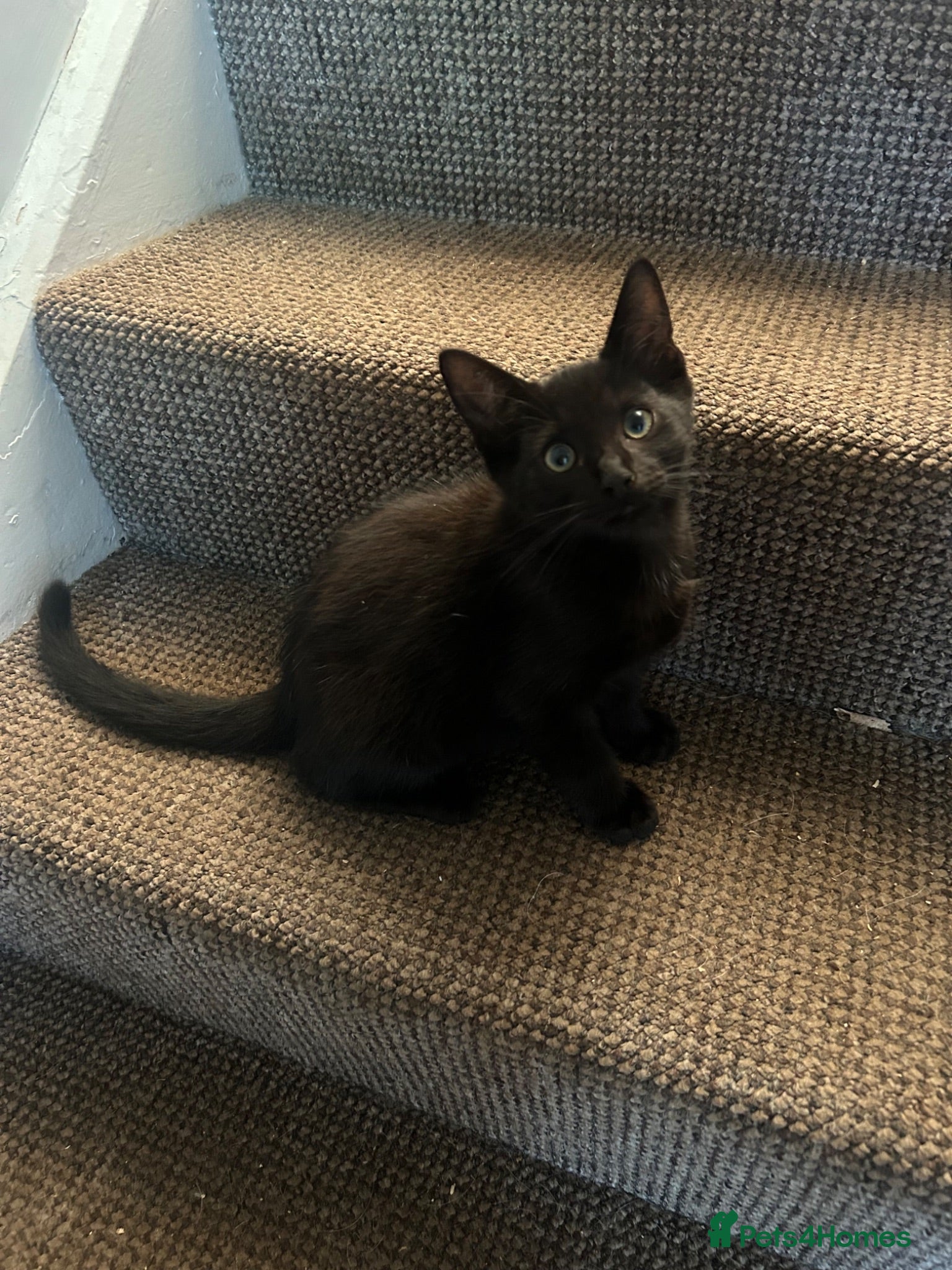 Mixed Breed cats Black half Ragdoll kittens for sale - Advert 2
