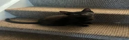 Mixed Breed cats for sale: Black half Ragdoll kittens for sale - Advert 2