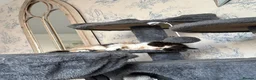Mixed Breed cats for sale: Cute mixed breed kittens in Sheffield - Advert 2
