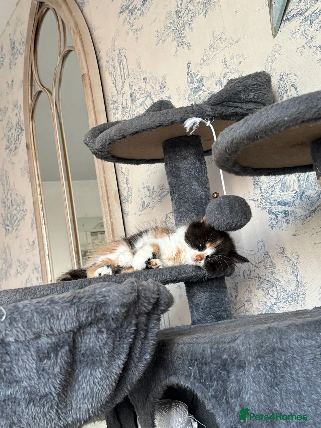 Mixed Breed cats for sale: Cute mixed breed kittens in Sheffield - Advert 2