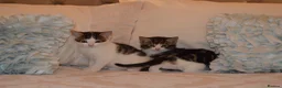 Mixed Breed cats for sale: 4 Beautiful Gentle Kittens for Sale - Advert 11