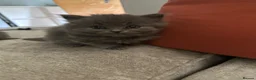 British Longhair cats for sale: Stunning Blue BritishLonghair Kittens  - Advert 19