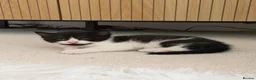 Mixed Breed cats for sale: Dribble - Advert 6