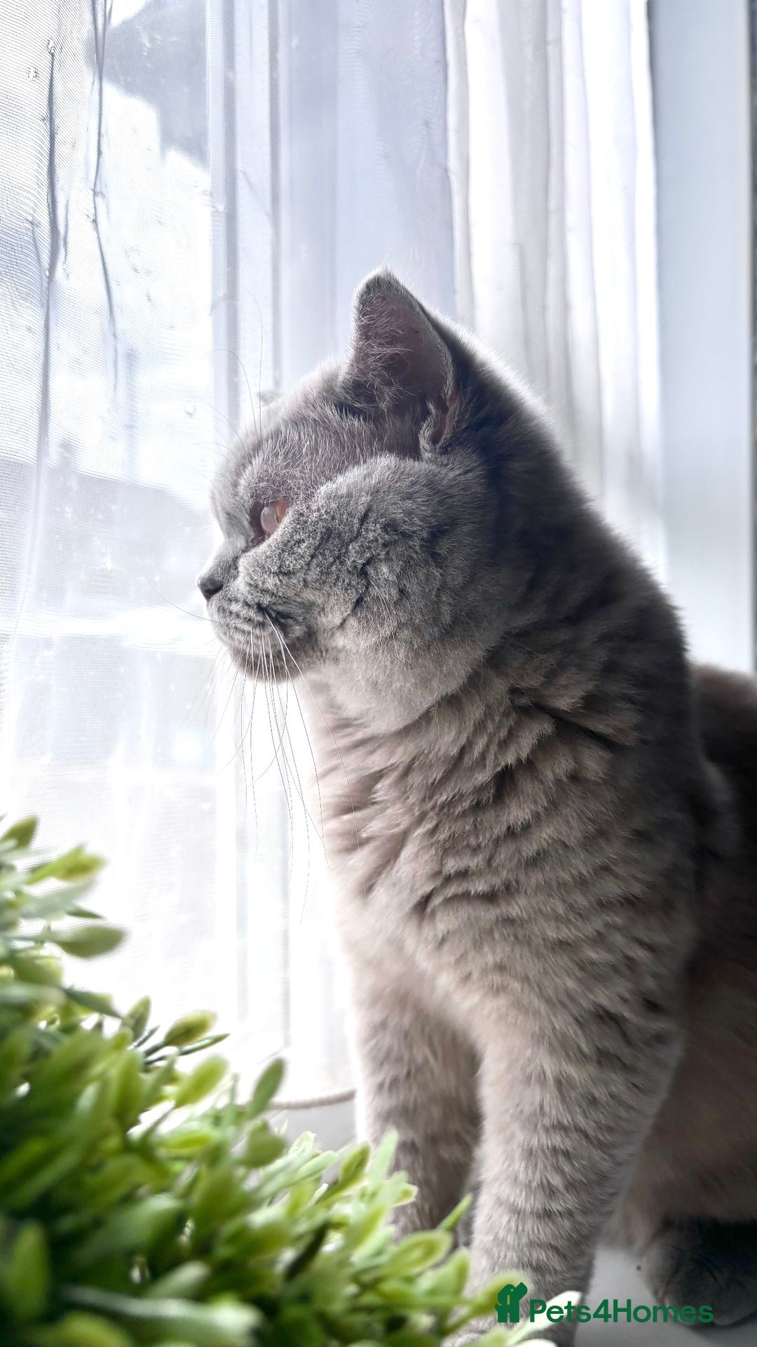 British Shorthair cats for sale:  lilac male British shorthair  - Image 2