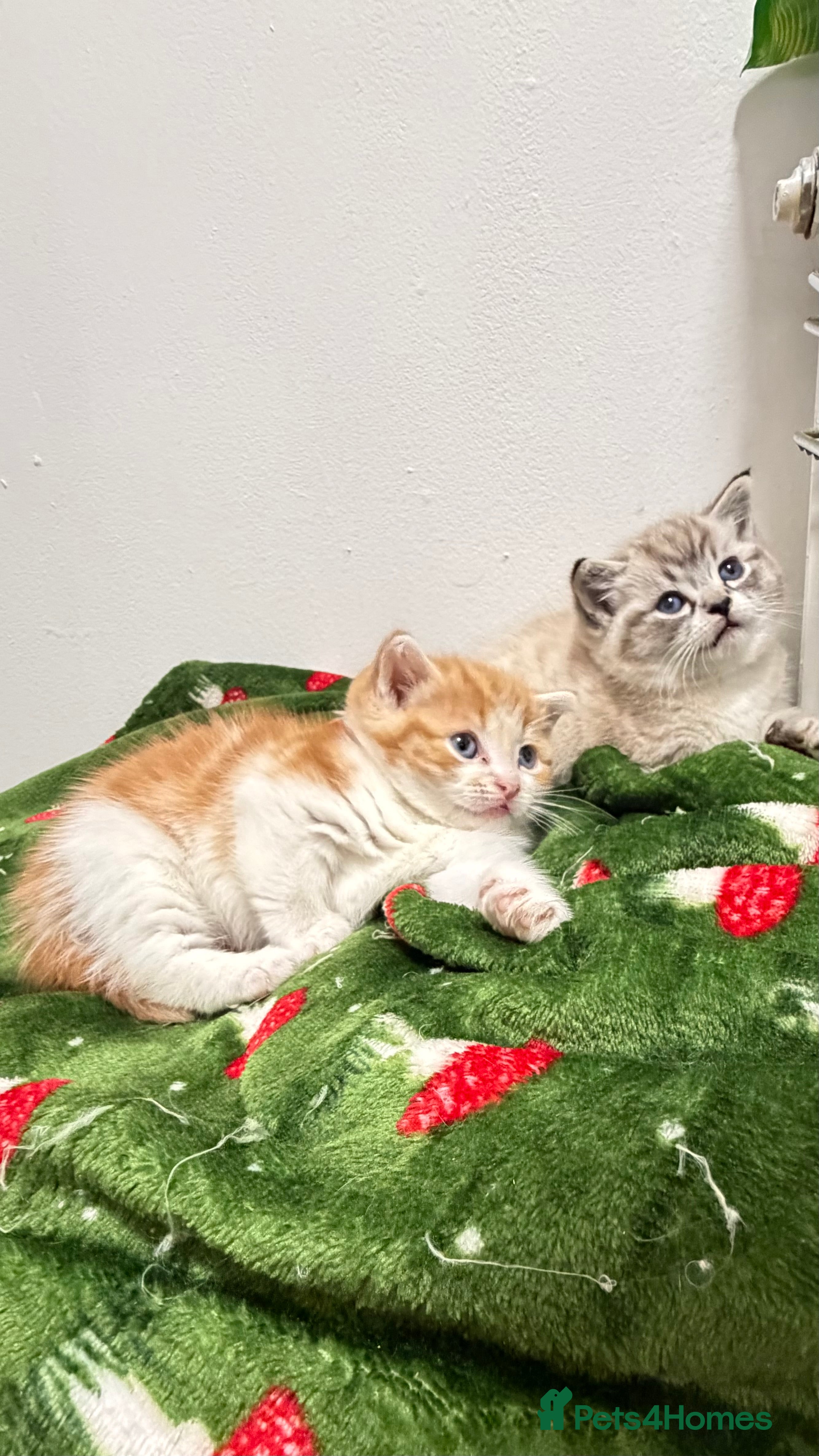 British Shorthair cats British shorthair kittens  - Advert 11