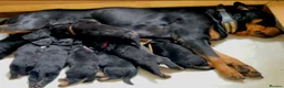 Rottweiler dogs for sale: Beautiful KC Rottweiler Pups for sale Essex £1500 - Advert 1