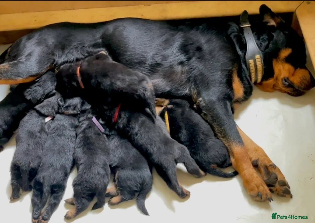 Rottweiler dogs for sale: Beautiful KC Rottweiler Pups for sale Essex £1500 - Advert 1