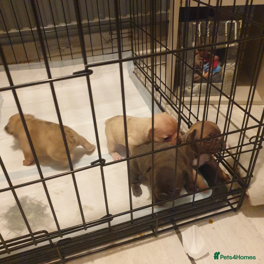 French Bulldog dogs for sale: 4French bulldog puppies 5weeks old kc registered  - Advert 2