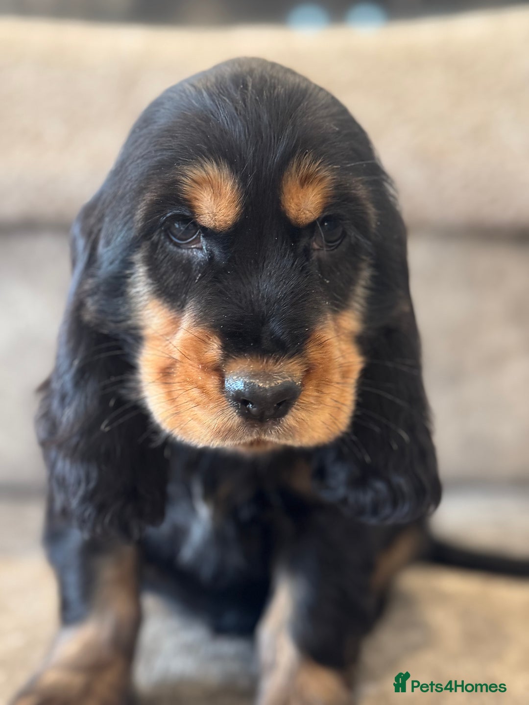 Cocker Spaniel dogs for sale: BEAUTIFUL SHOW TYPE COCKER SPANIELS  - Image 20