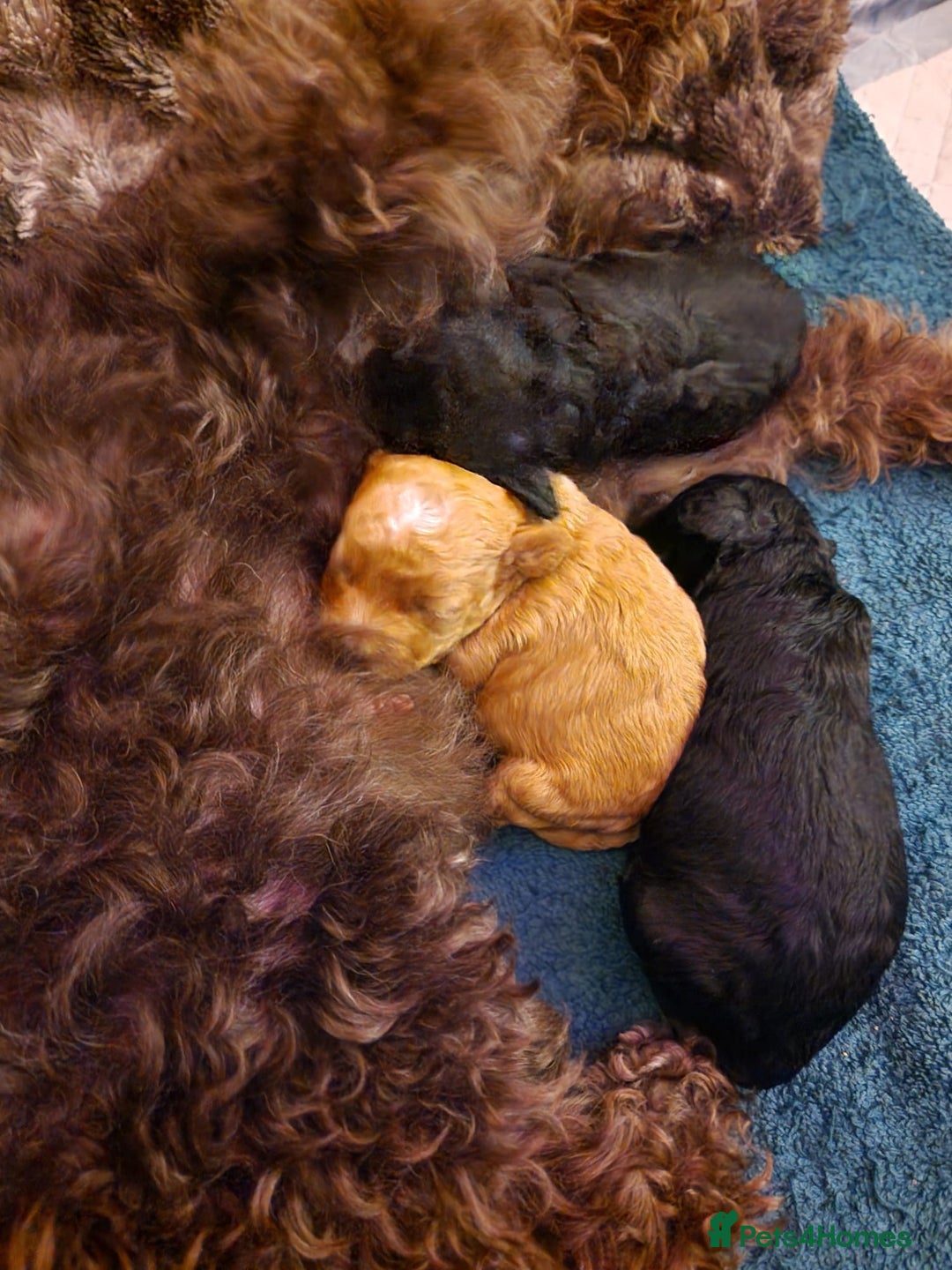 Cockapoo dogs for sale: COCKAPOO F3BB - Advert 10