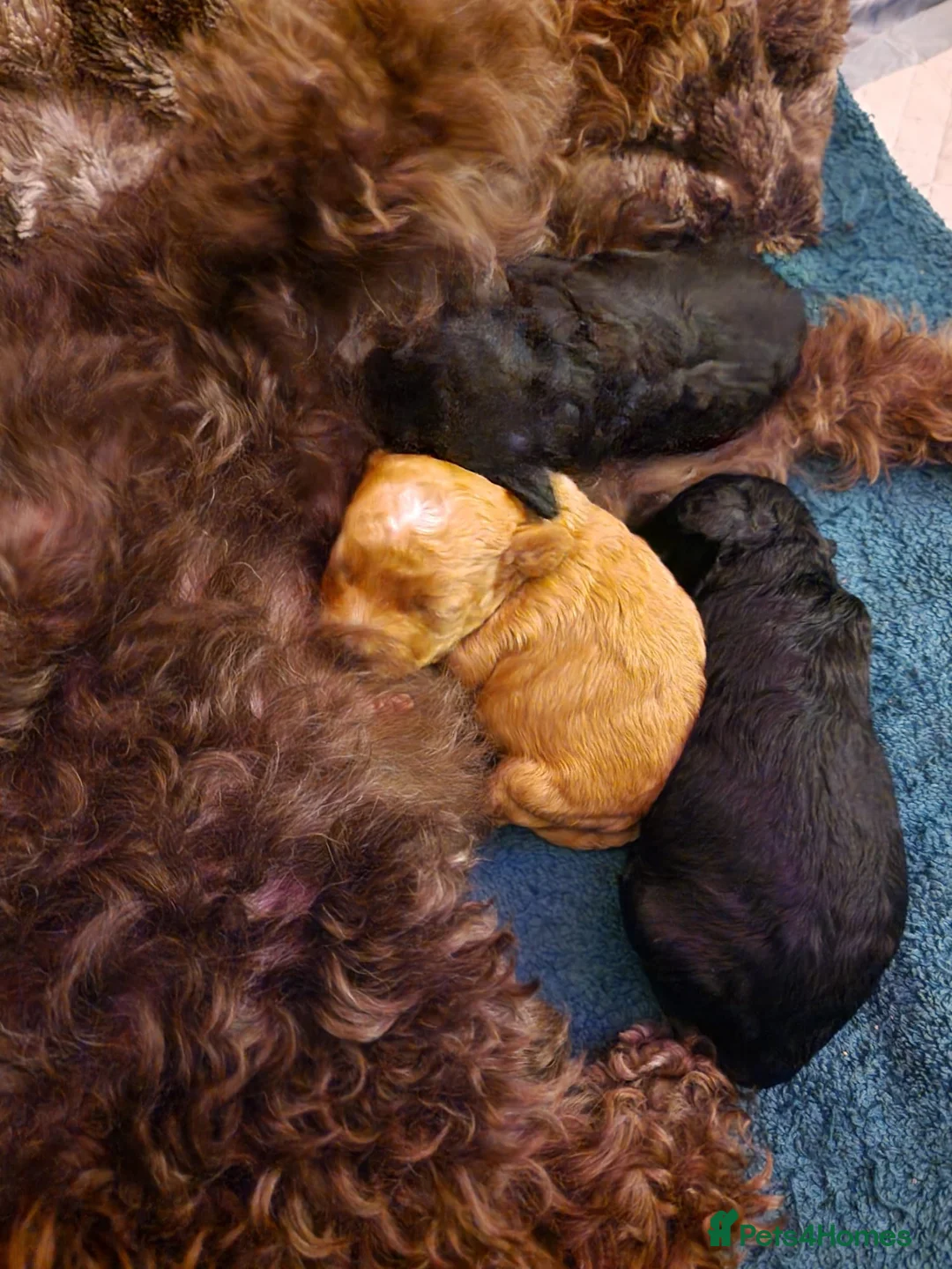 Cockapoo dogs for sale: COCKAPOO F3BB - Advert 10