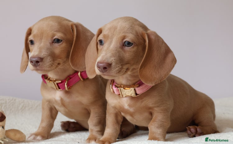 Miniature Dachshund dogs - Advert 8