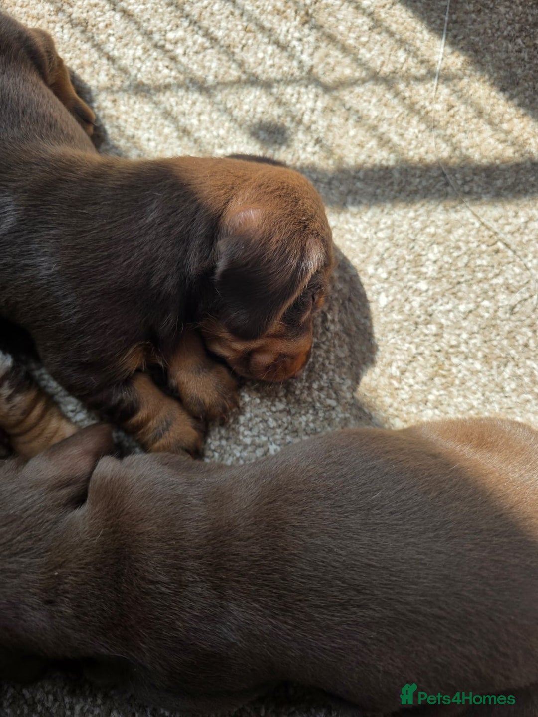 Miniature Dachshund dogs for sale: Beautiful miniature dachshund puppies - Image 4