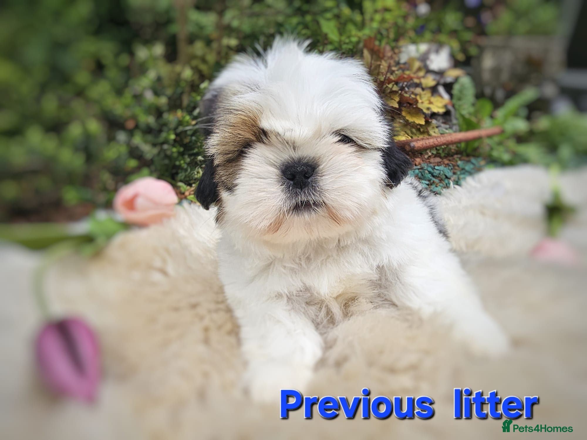 Shih Tzu dogs 🐶🐾EXCEPTIONAL PURE STANDARD SHIH TZU PUPPIES🐾🐶 - Advert 4