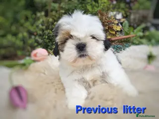 Shih Tzu dogs 🐶🐾EXCEPTIONAL PURE STANDARD SHIH TZU PUPPIES🐾🐶 - Advert 1