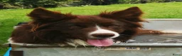 Border Collie dogs for sale: Litter of three striking Border Collie puppies  in Witney - Advert 36