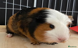 Guinea Pig rodents for sale: 3 Male Guinea Pigs - Image 12