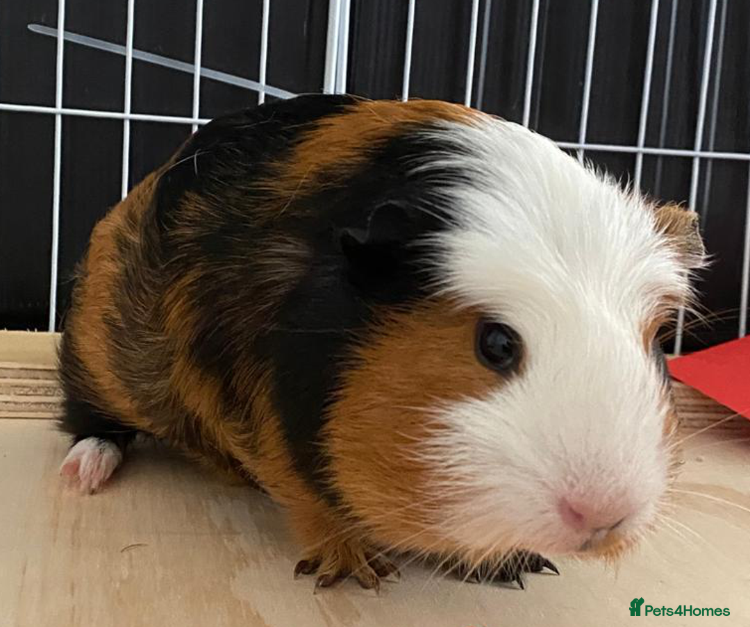 Guinea Pig rodents for sale: 3 Male Guinea Pigs - Image 12
