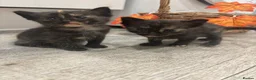 Mixed Breed cats for sale: Beautiful Kittens Looking for Their Forever Homes - Advert 19