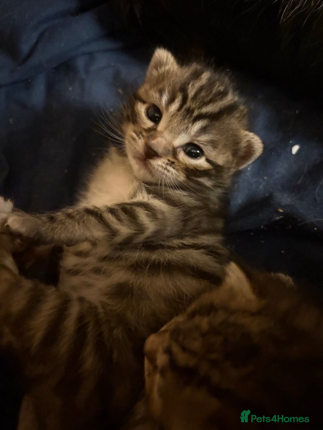 Bengal cats for sale: Beautiful Bengal Mix Kittens - Advert 8