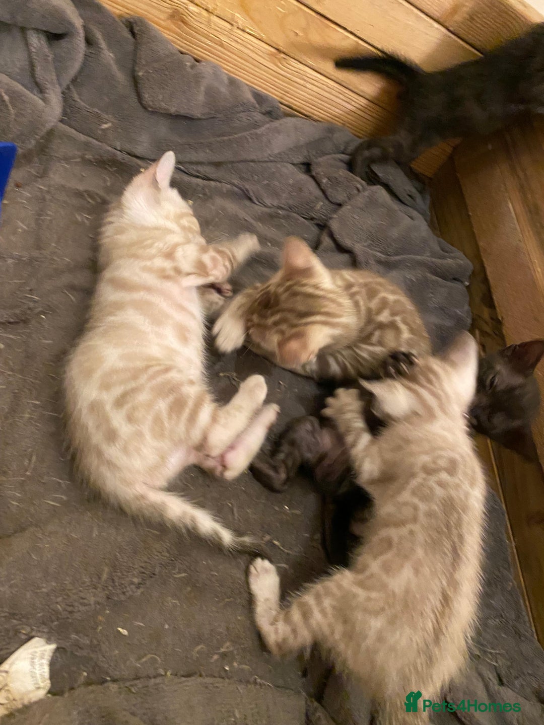 Bengal cats for sale: 🔥✨ Pedigree TICA-Registered Bengal Kittens - Image 11