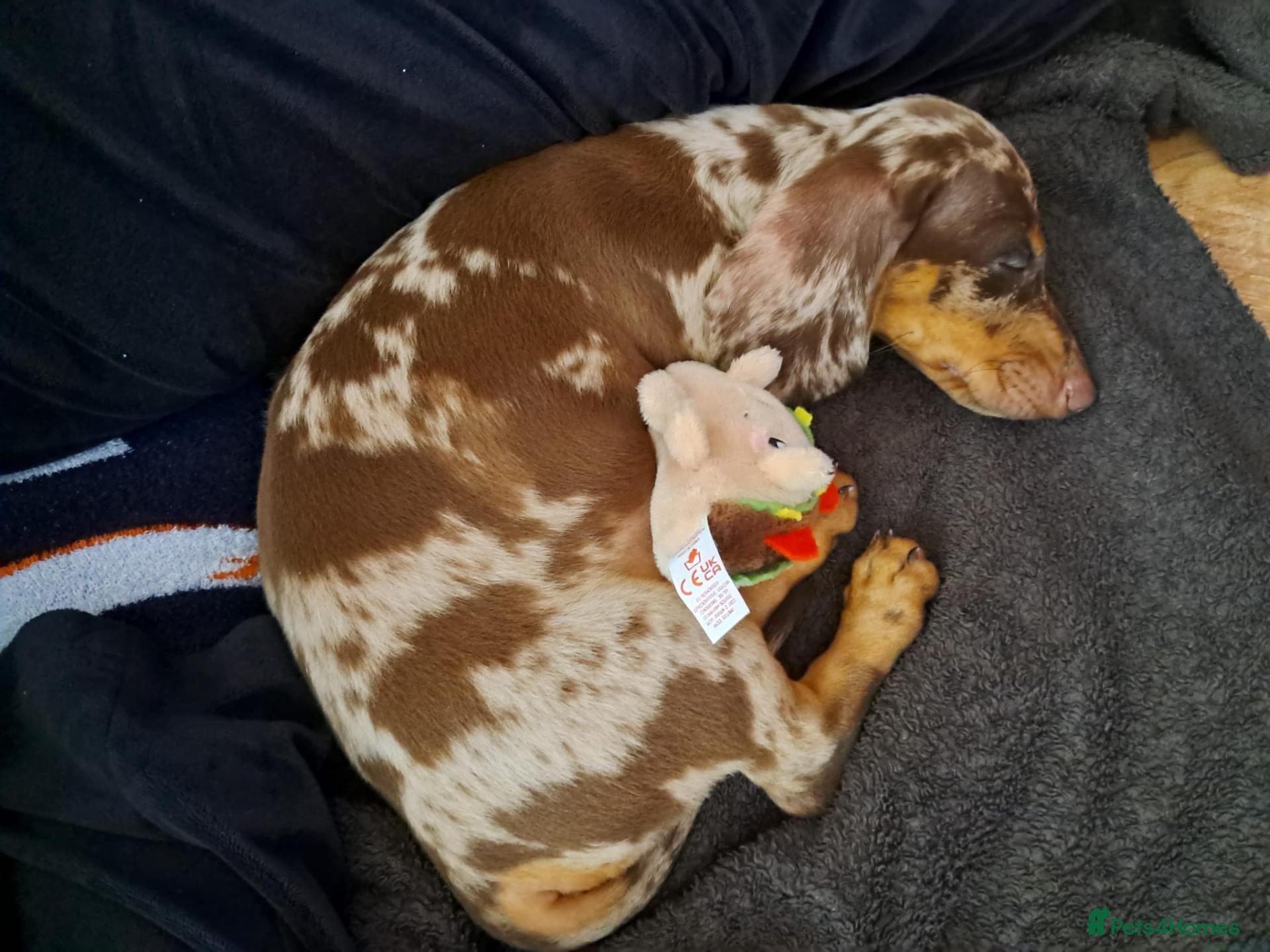 Dachshund dogs Dapple male dachshund 14 weeks old  - Advert 13