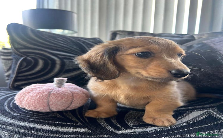 Dachshund dogs - Advert 2