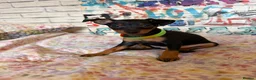 Miniature Pinscher dogs for sale: Miniature Pinscher Puppies for sale  - Advert 12