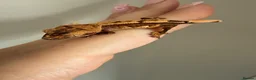 Gecko reptiles for sale: Baby crested gecko’s  - Advert 4