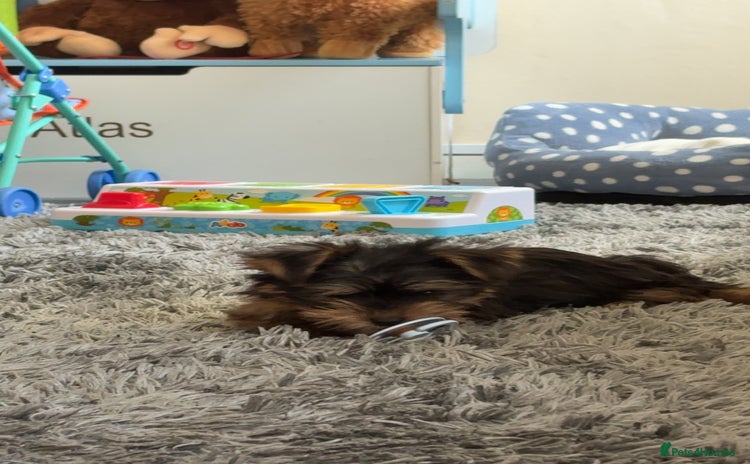 Yorkshire Terrier dogs - Advert 6