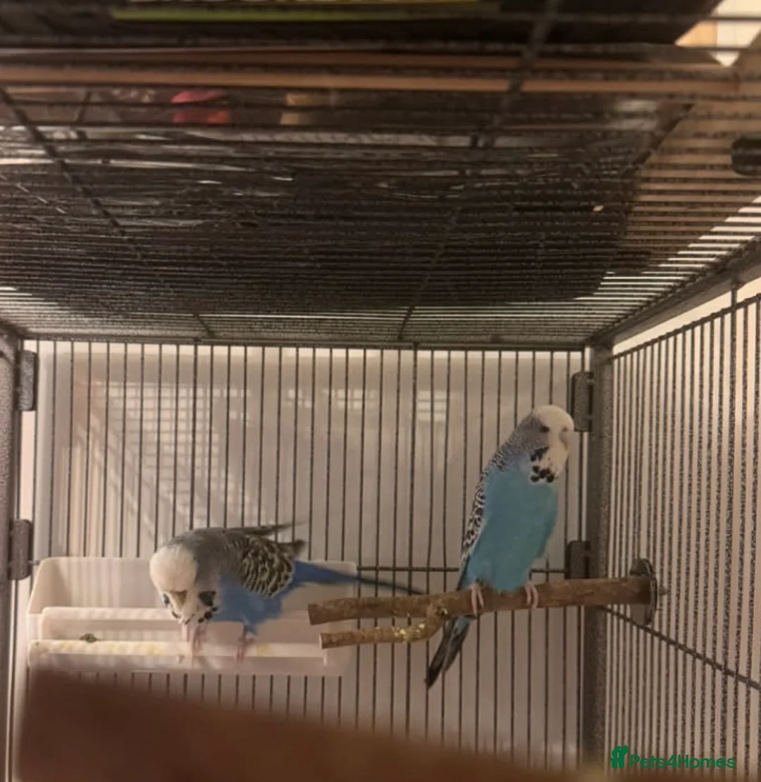 Mixed Breed birds for sale: Cockatiels and Budgies Available  in Whitehaven - Advert 4