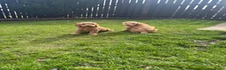 Cavapoo dogs for sale: Toy poodle x cavalier puppies (Cavapoo) in Durham - Advert 7