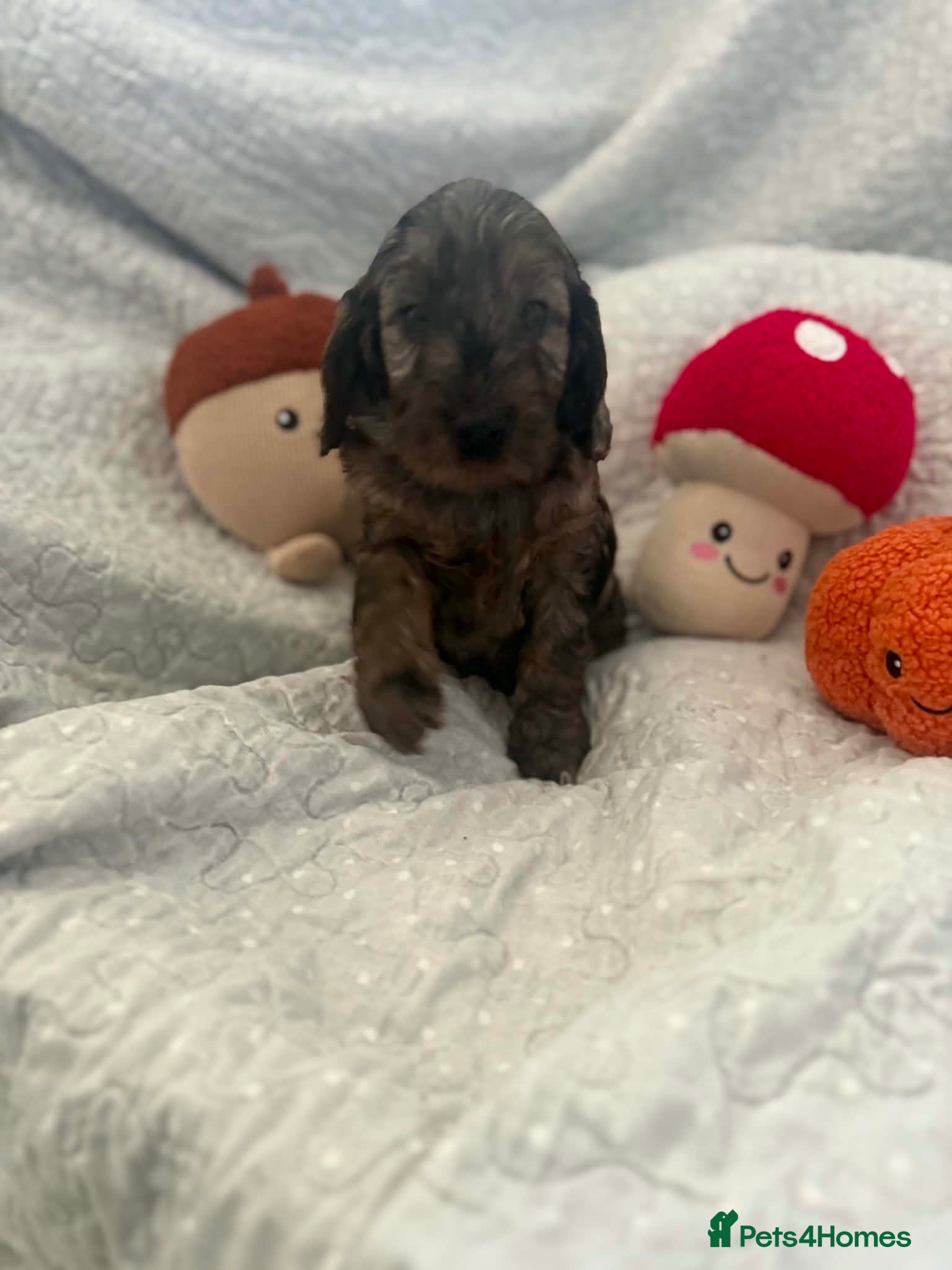 Cockapoo dogs Last 2 Beautiful f1 cockapoo puppies - Advert 2