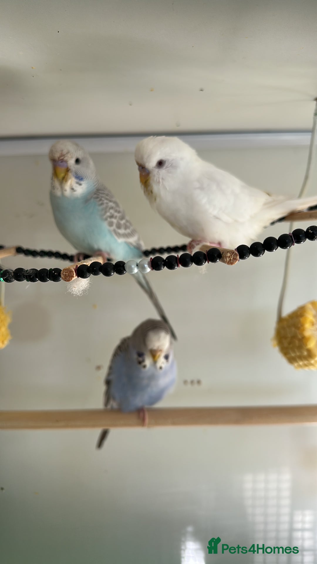 Budgerigars birds for sale: Budgies for sale  - Advert 16