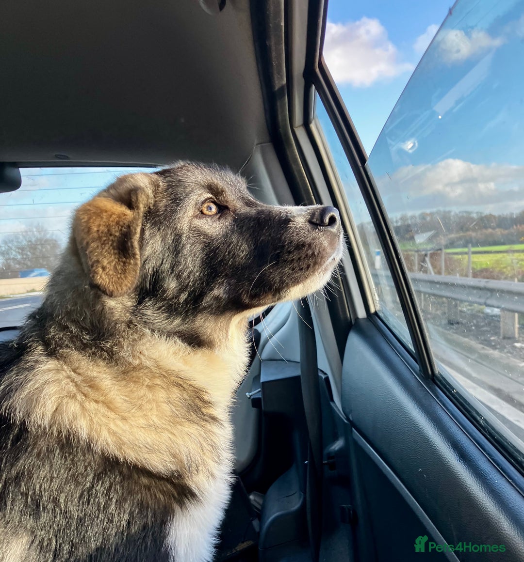 Mixed Breed dogs for sale: READY NOW! Pure Husky x Caucasian Shepherd - Advert 23